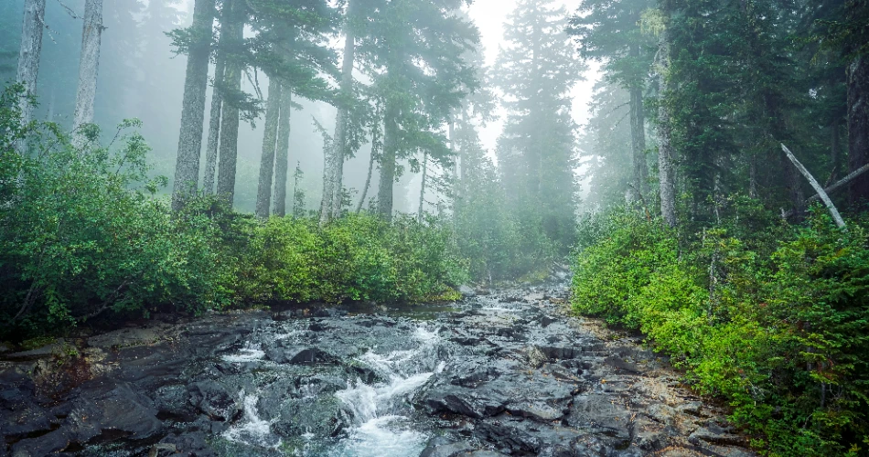 Road Trip from Portland to Seattle